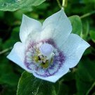 30 Velvety Vining Codonopsis Clematidea Lilac Eyes Flower Seeds Perennial