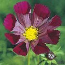 35 Cosmos Fluted Pied Piper Flower Seeds Drought Tolerant