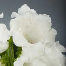 25 Gloxinia Pure White Empress Flower Seeds