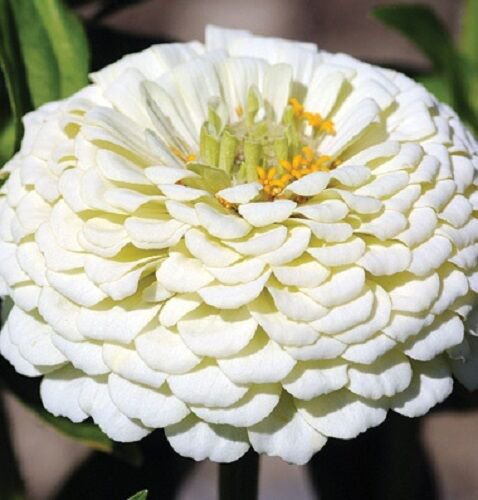 New 35 Pure White Zinnia Elegans Flower Seeds