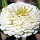 New 35 Pure White Zinnia Elegans Flower Seeds