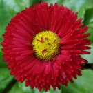 30 Bellis Red English Daisy Flower Seeds Self Seeding Annualacts As Perennial