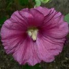30 Grape 11 Ft Tall Giant Danish Hollyhock Flower Seeds