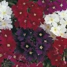 50 Verbena Quartz Mix Vervain Perennial Flower Seeds Deer Resistant