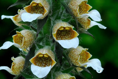 50 Bronzewhite Foxglove Digitalis Flower Seeds Perennial