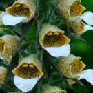 50 Bronzewhite Foxglove Digitalis Flower Seeds Perennial