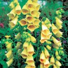 50 Yellow Foxglove Digitalis Flower Seeds Perennial