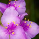 30 Purple Tradescantia Spiderwort Flower Seeds Perennial