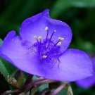 30 Dark Blue Tradescantia Spiderwort Flower Seeds Perennial