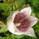 30 Purple Spotted Campanula Takesimana Canterbury Bells Perennial Flower Seeds