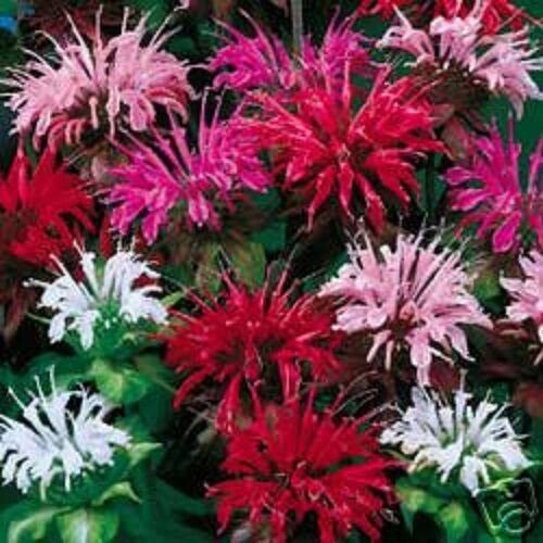 50 Monarda Panorama Mix Bee Balm Flower Seeds Deer Resistant Perennial