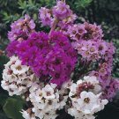 30 Bergenia Cordifolia Ground Cover Flower Seeds Mix Perennial