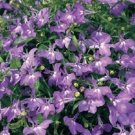 50 Lobelia Regatta Lilac Trailing Perennial Flower Seeds