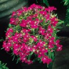 50 Lobelia Regatta Rose Trailing Perennial Flower Seeds