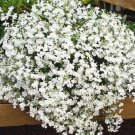 50 Lobelia Regatta White Trailing Perennial Flower Seeds