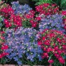 50 Lobelia Regatta Bluerose Mix Trailing Perennial Flower Seeds