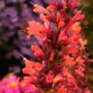 50 Orange Hyssop Agastache Flower Seeds Perennial