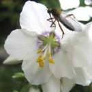 70 Polemonium Pearl White Pearl Blue Jacobs Ladder Flower Seeds Mix Peren