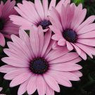 New 20 Pink Osteospermum Flower Seeds Perennial