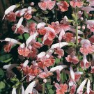 40 Salvia Apple Blossom Flower Seeds Perennial Deer Drought Tolerant Sage