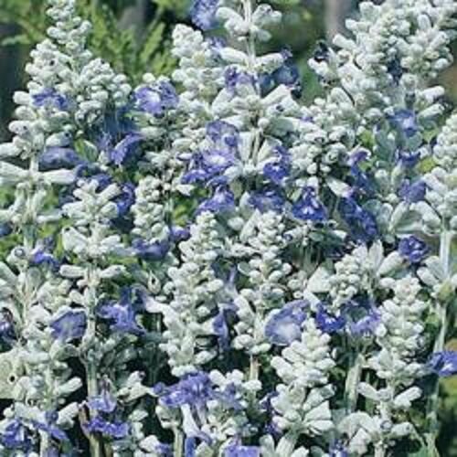 40 Salvia Silvery Blue Strata Flower Seeds Perennial Deer Drought Tolerant