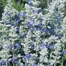 40 Salvia Silvery Blue Strata Flower Seeds Perennial Deer Drought Tolerant