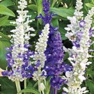 40 Salvia Seascape Flower Seed Mix Perennial Drought Deer Tolerant