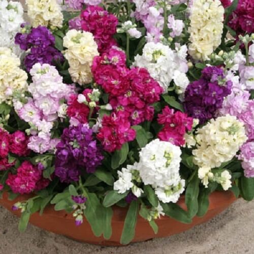 40 Cinderella Mix Stock Flower Seeds Scented Annual