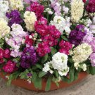 40 Cinderella Mix Stock Flower Seeds Scented Annual