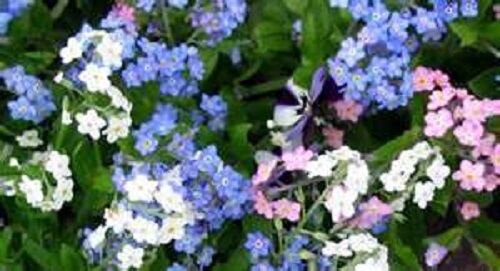60 White Blue And Rose Forget Me Not Mixed Flower Seeds Perennial Myosotis