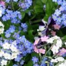 60 White Blue And Rose Forget Me Not Mixed Flower Seeds Perennial Myosotis