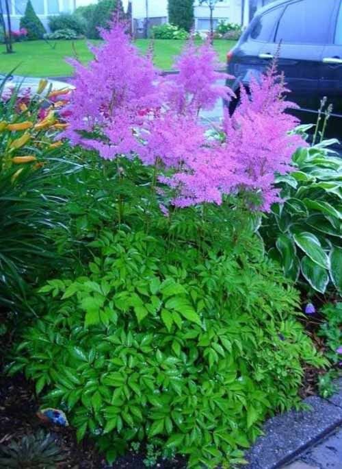 25 Astilbe Chinensis Purple Amethyst Colored Flower Seeds Perennal