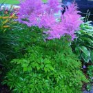 25 Astilbe Chinensis Purple Amethyst Colored Flower Seeds Perennal