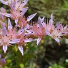 50 Widows Cross Pink Sedum Perennial Flower Seeds