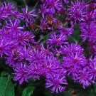 50 Radiant Purplerose Veronia Missurica Perennial Flower Seeds