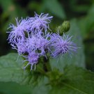 50 Blue Mistflower Hardy Ageratum Perennial Flower Seeds Deer Resistant
