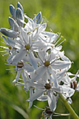 30 Pure White Wild Hyacinth Flower Seeds Camassia Scilloides Perennial