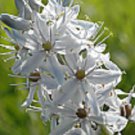 30 Pure White Wild Hyacinth Flower Seeds Camassia Scilloides Perennial