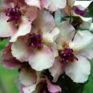 50 Verbascum Wedding Candles Flower Seeds Deer Resistant Perennial