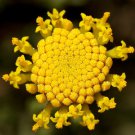 30 Fragrant Cotton Lavender Santolina Perennial Flower Seeds