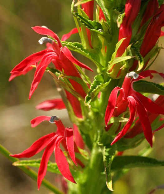30 Lobelia Cardinalis Red Cardinal Vining Climber Perennial Flower Seeds