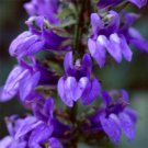 30 Lobelia Cardinalis Blue Cardinal Vining Climber Perennial Flower Seeds