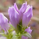 40 Quinquefolia Light Purple Gentian Flower Seeds Gentiana Shade Perennial