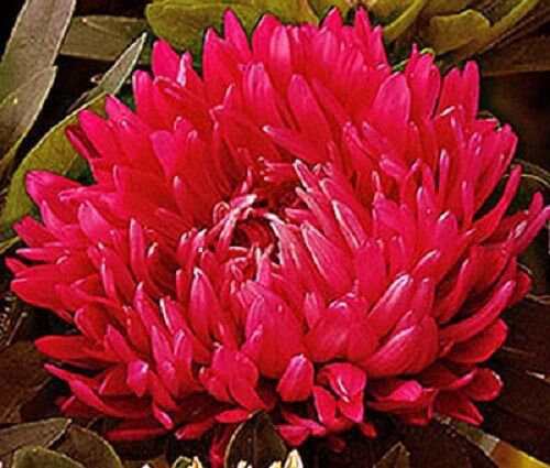 30 Red Duchess Aster Flower Seeds Tall Paeony Self Seeding Annual