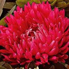 30 Red Duchess Aster Flower Seeds Tall Paeony Self Seeding Annual