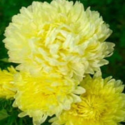 30 Yellow Duchess Aster Flower Seeds Tall Paeony Self Seeding Annual