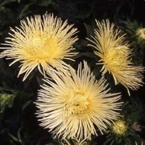30 Yellow Aster Flower Seeds Tall Needle Unicorn Self Seeding Annual