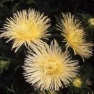 30 Yellow Aster Flower Seeds Tall Needle Unicorn Self Seeding Annual