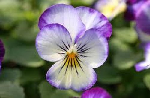 New 30 Penny Purple Picotee Viola Flower Seeds Perennial Shade Loving