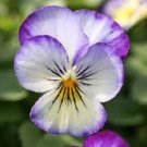 New 30 Penny Purple Picotee Viola Flower Seeds Perennial Shade Loving
